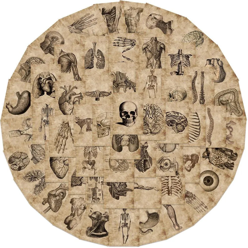 56 PVC Anatomical Adhesive Stickers for Journaling & Scrapbooking - PaperWrld