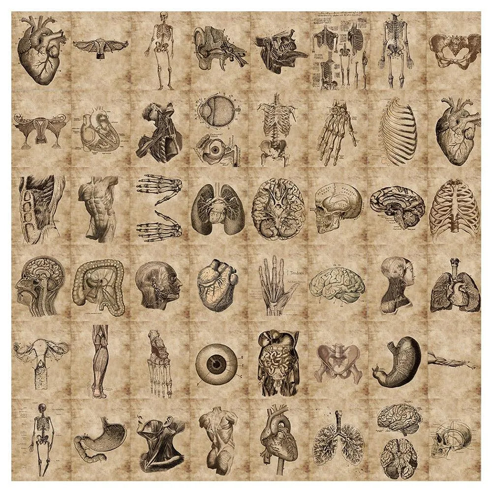 56 PVC Anatomical Adhesive Stickers for Journaling & Scrapbooking - PaperWrld