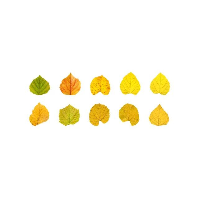 Autumn Leaves Masking Tape Roll - 50 Pcs Nature-Inspired Washi Leaf Stickers