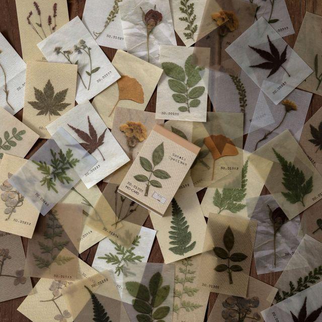Nature Paper Set - Plants - PaperWrld